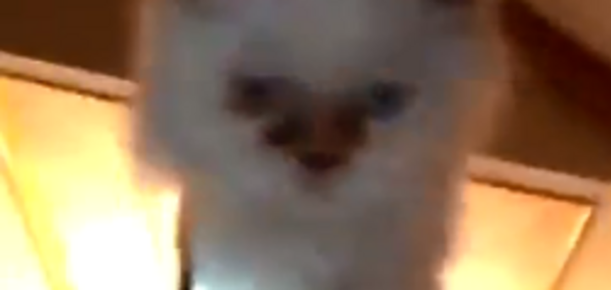 Кошеня-'літун' з ноутбуком стало зіркою мережі: з'явилося відео