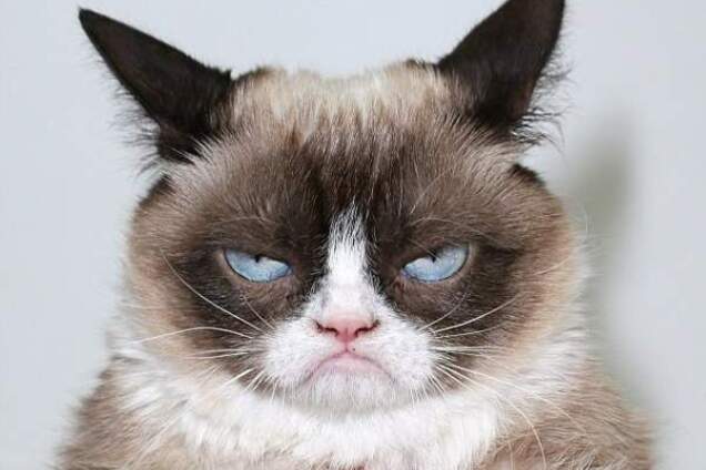 В Киеве вводят реестр домашних животных: что это значит