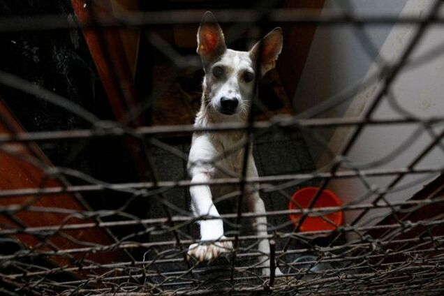 Ріже зсередини: в Києві догхантери придумали витончений спосіб вбивства тварин