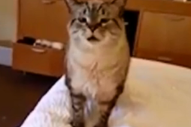Сеть покорил чихающий кот: появилось забавное видео