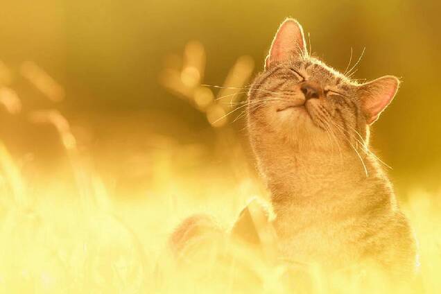 Увірветься літо: синоптики уточнили прогноз погоди в Україні