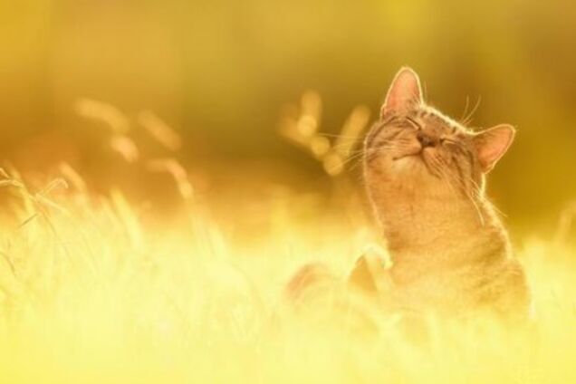 В Украину пришло лето? Появился прогноз погоды на неделю