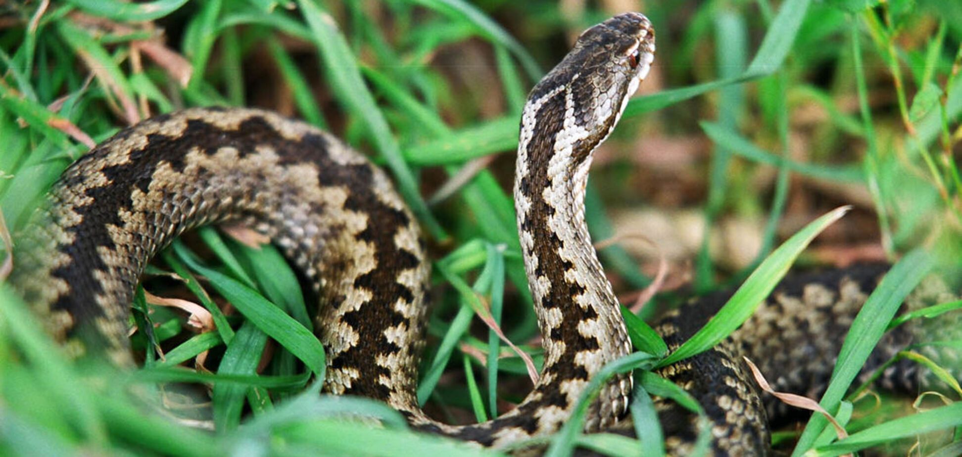 Як врятуватися від укусів змій під час відпочинку в лісі: інфографіка