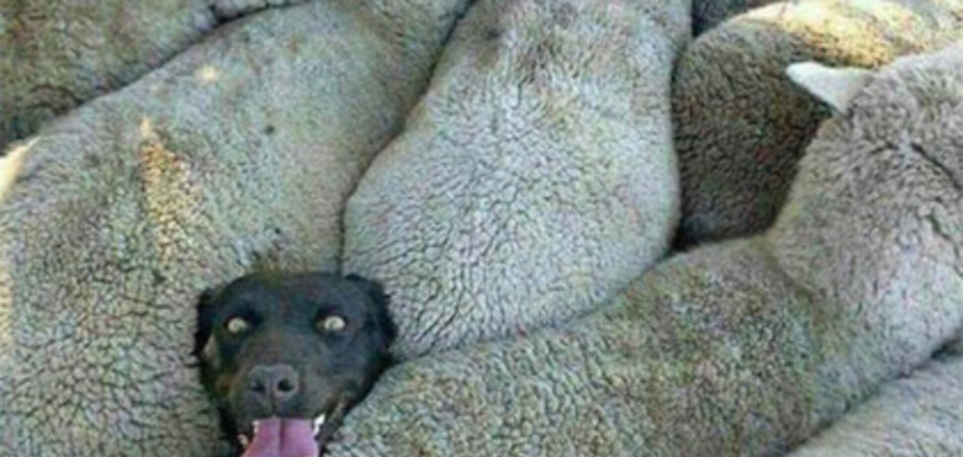 Российский комментатор сравнил чеченских футболистов с баранами