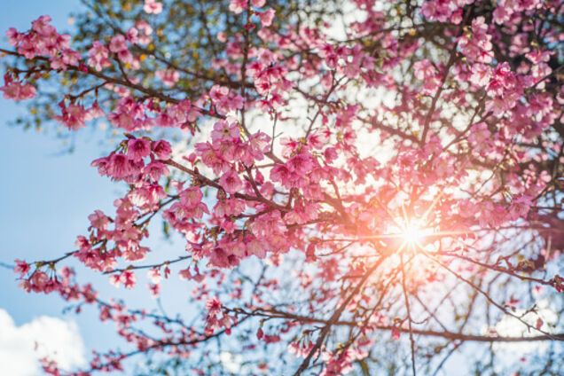 До +22: синоптик уточнила прогноз погоди в Україні