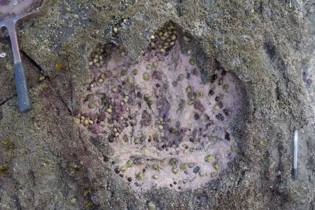 В Шотландии наткнулись на след крупнейшего динозавра в мире