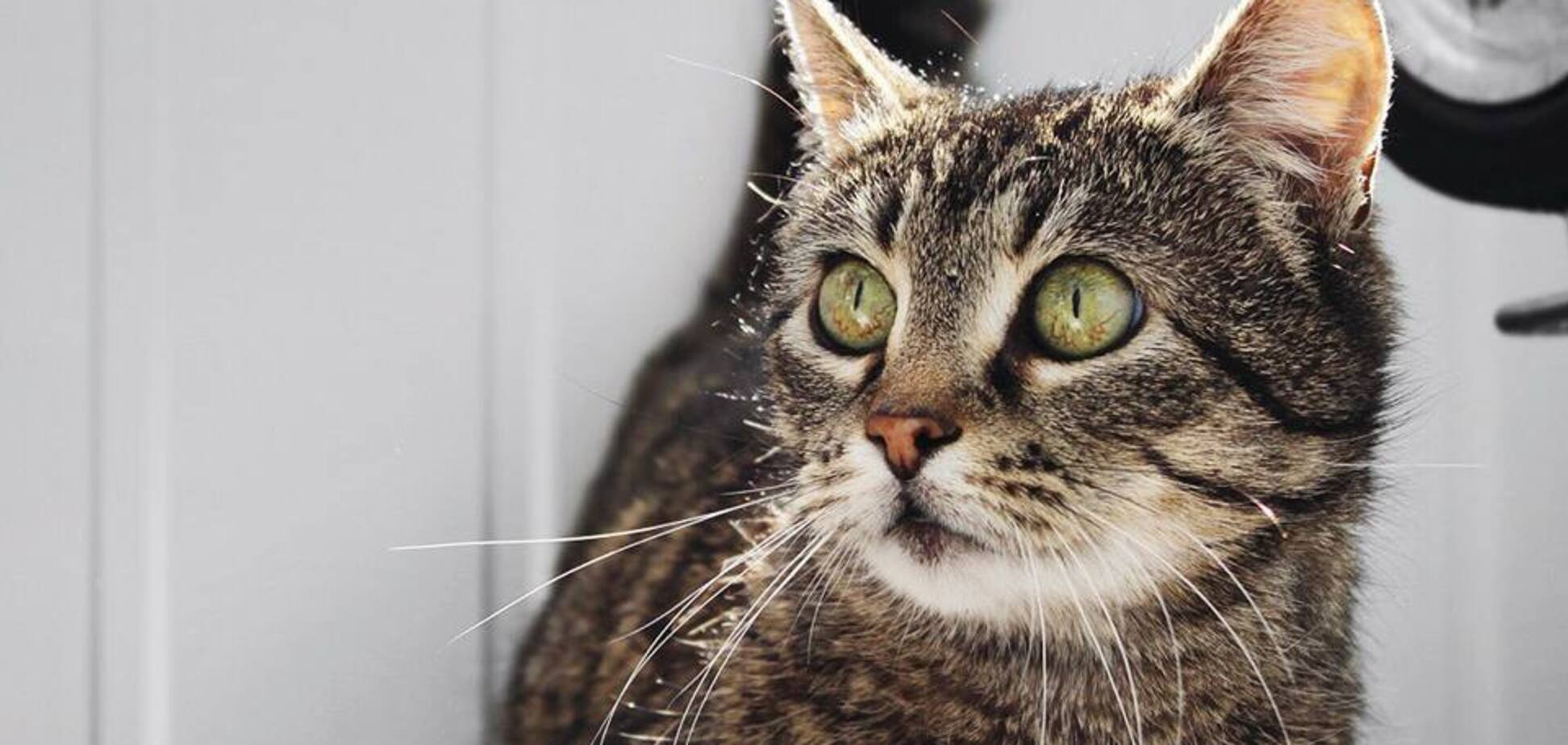 Друг недели: 5 котов Днепра, которые ищут дом