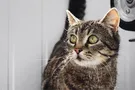 Друг недели: 5 котов Днепра, которые ищут дом