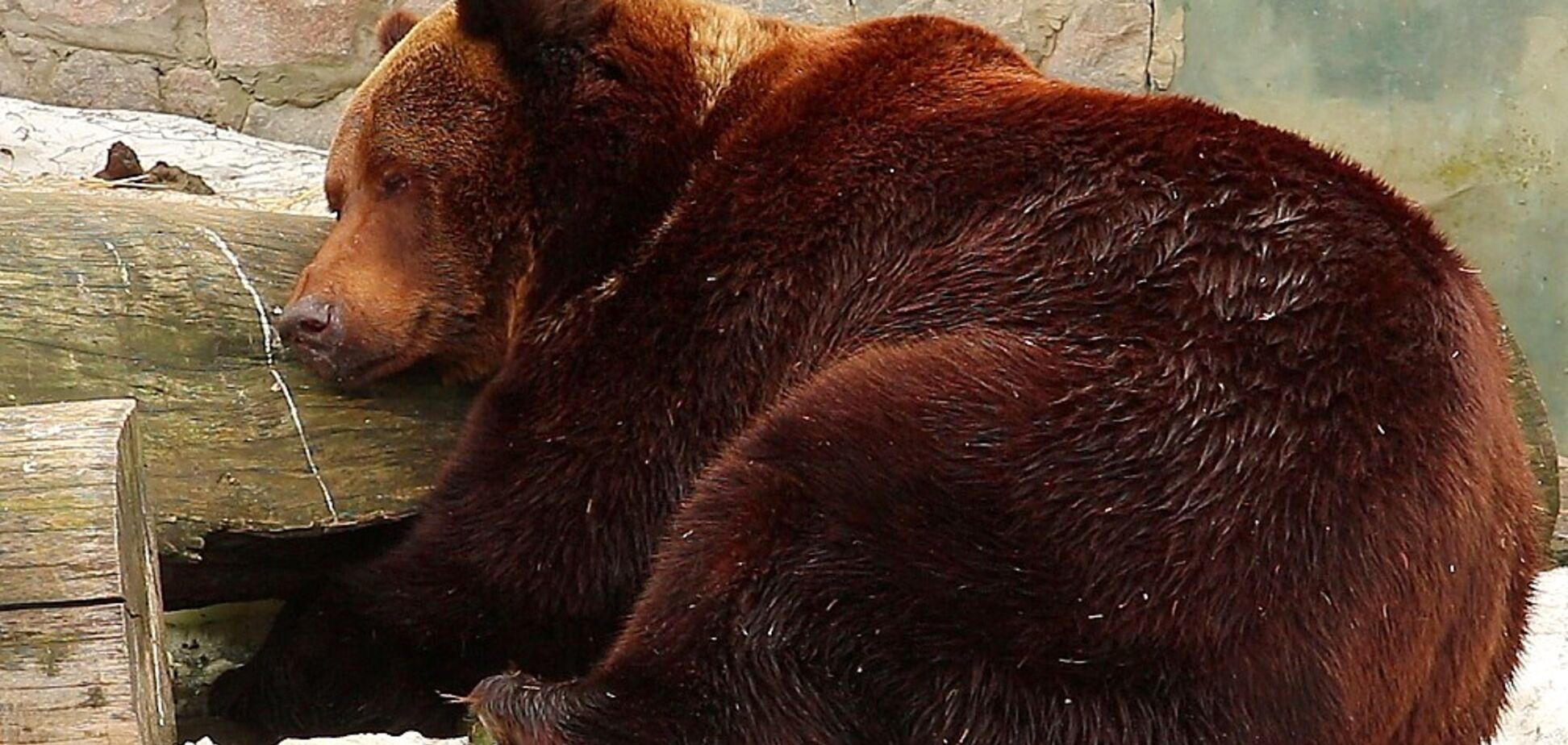 Харьковский зоопарк показал проснувшихся медведей