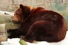 Медведи в Харьковском зоопарке