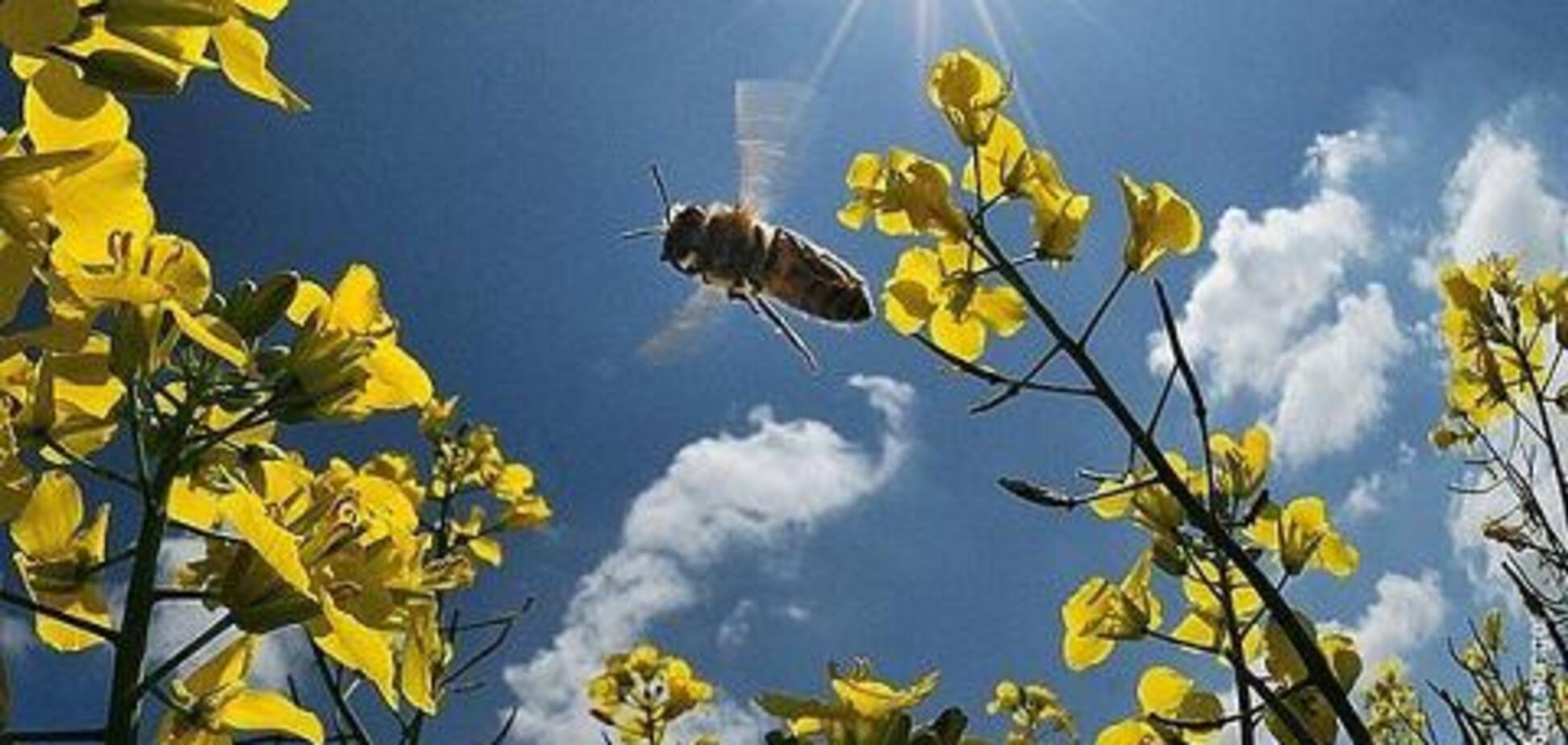 Погода на Паску