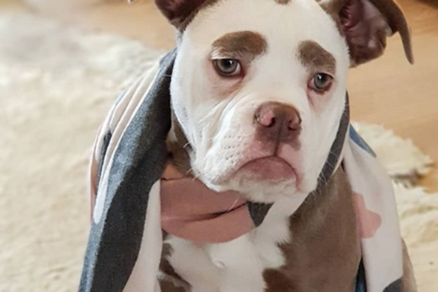 Мадам Брови