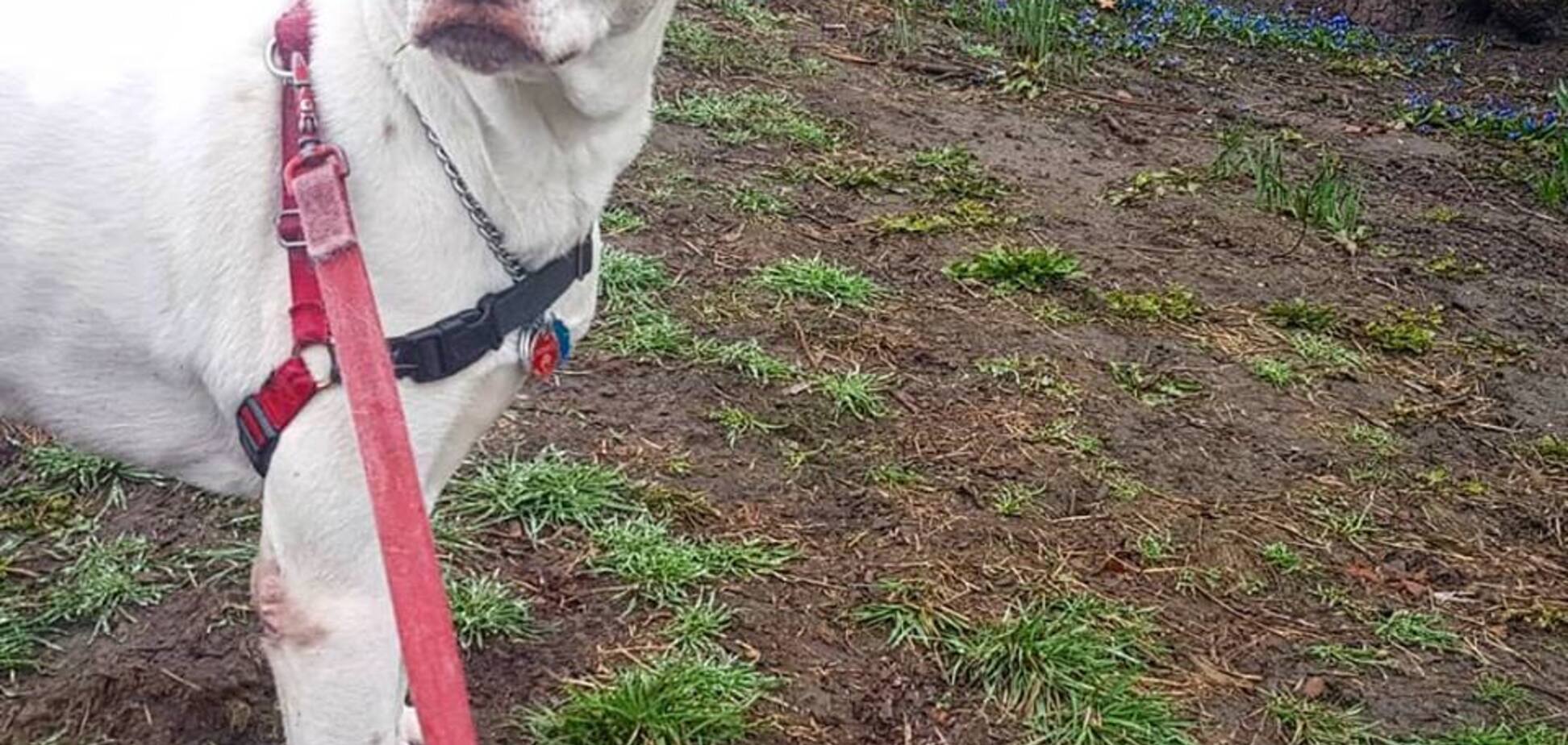 Прибирання за собакою: справа не в штрафі?