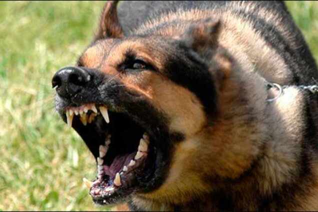 Экополиция и штрафы: в Украине готовят неприятный сюрприз владельцам животных