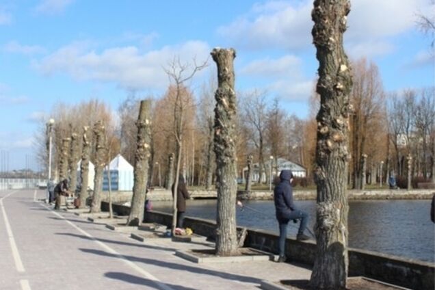 Уродство 'под столб': как глубокая обрезка убивает деревья