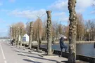 Деревья обрезали под столбы