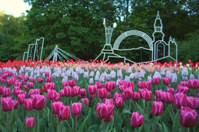 Выставка тюльпанов на Певческом поле: яркий фоторепортаж