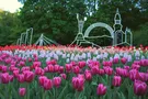 Выставка тюльпанов на Певческом поле: яркий фоторепортаж