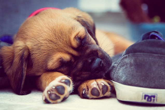 Дев'ять цуценят Києва, яким потрібен дім