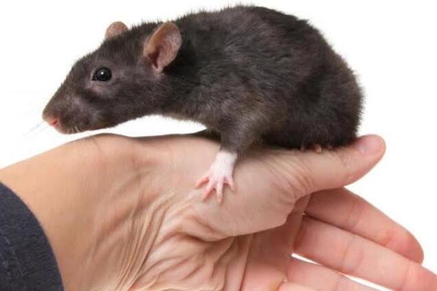 Як людина: тварини продемонстрували несподівані вміння