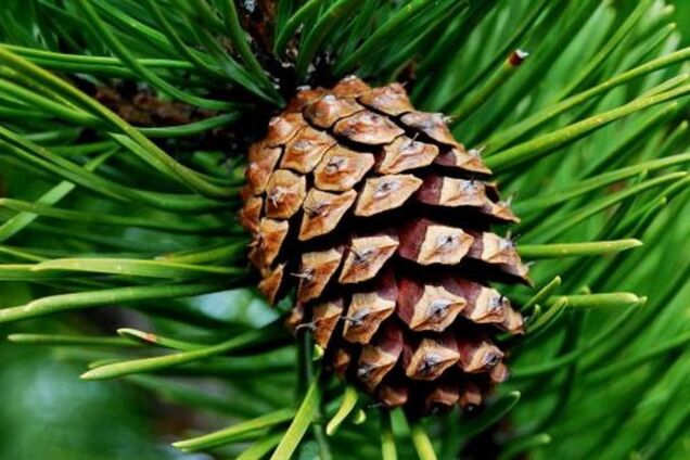 Скоро в России зарплата будет раздаваться шишками