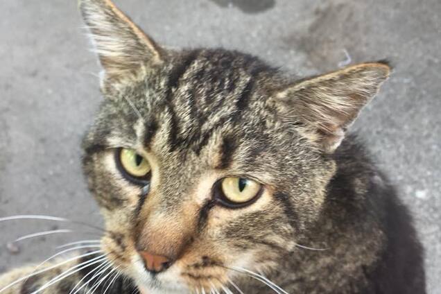 В Киеве живодер поджег кота: опубликованы жуткие фото