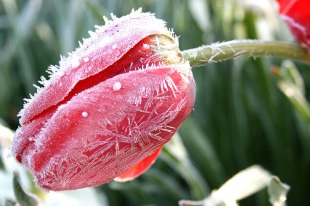 Де будуть заморозки