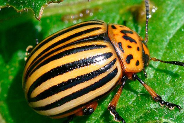 Представим, что культ 'великой победы' исчез