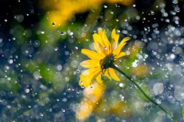 Чекайте опадів: стало відомо, яким буде літо в Україні