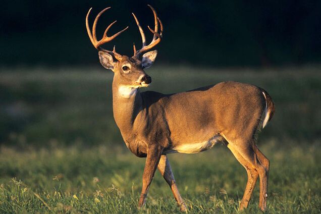 'Олень бежит от оленей': террористы 'ДНР' показали эпичное видео