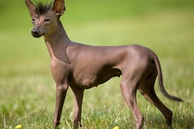 Facebook заблокував миле фото цуценя, прийнявши його за порнографію