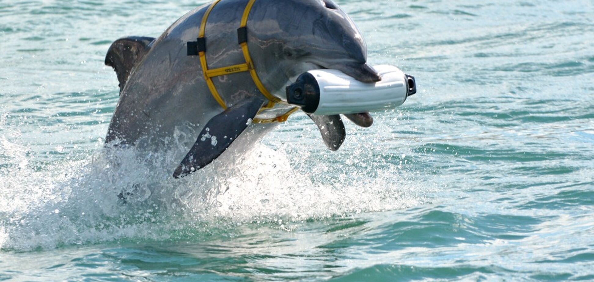 Украинские боевые дельфины погибли в Крыму – постпред Порошенко