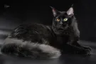 Кот из Киева признан самым длинным в Украине: фото