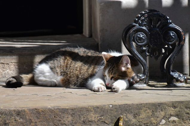 'Никто не видел подобного': в Британии сняли на видео 'самую вежливую кошку в мире'