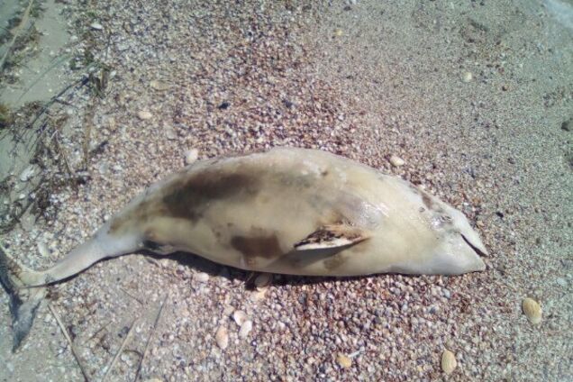 В Запорожской области на берегу нашли мертвого дельфина