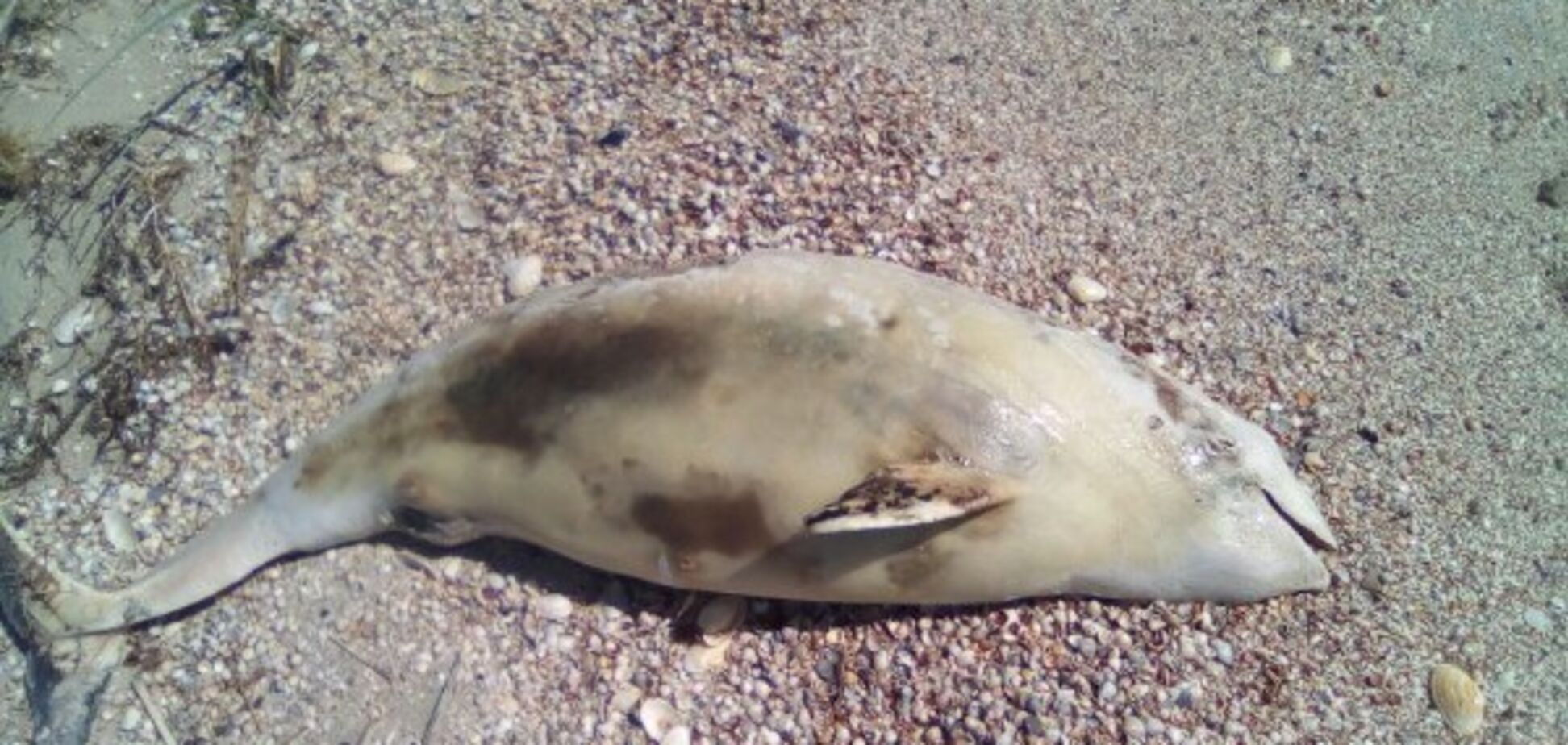 У Запорізькій області на березі знайшли мертвого дельфіна