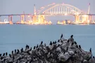 Крымский мост чайки