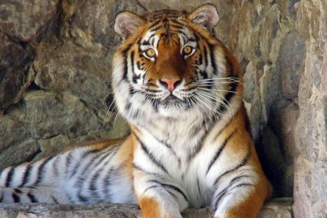 Реконструкция киевского зоопарка: как изменился зверинец