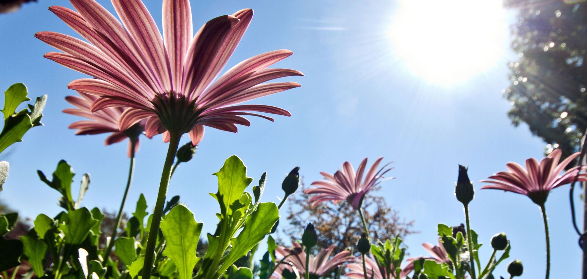 В Україну йде спека: синоптик уточнила терміни