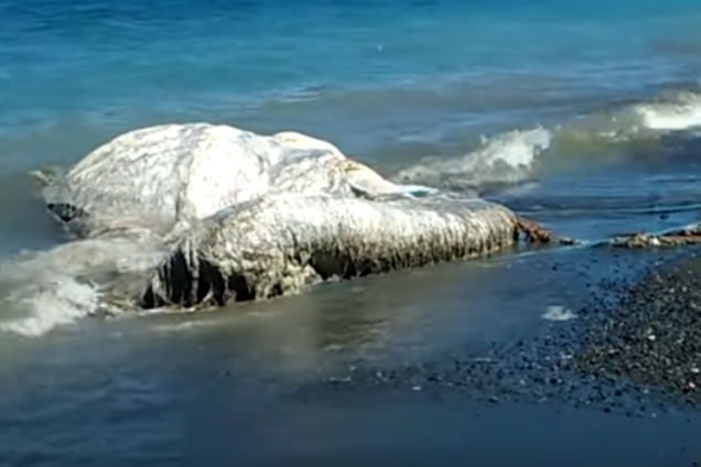 К берегам Филиппин прибило огромного монстра из глубин океана