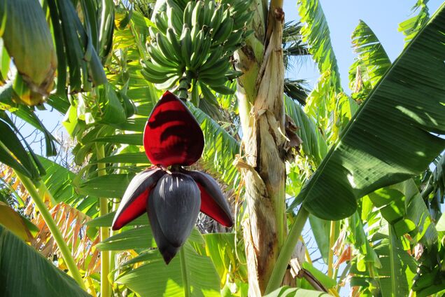 Бананы сеять рано: каким будет лето в Украине и что будет с урожаем