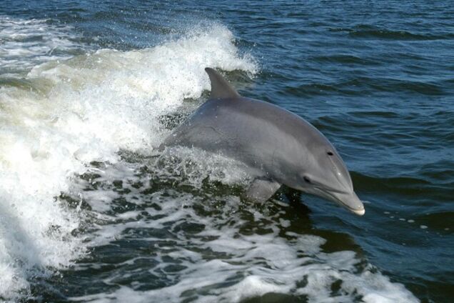 Біля берегів Бердянська знову помітили дельфінів: відеофакт