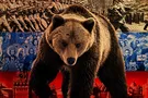 Россия, медведь, агрессия