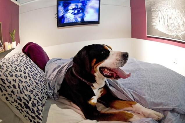 МРТ и отель: каким будет центр защиты животных в Киеве