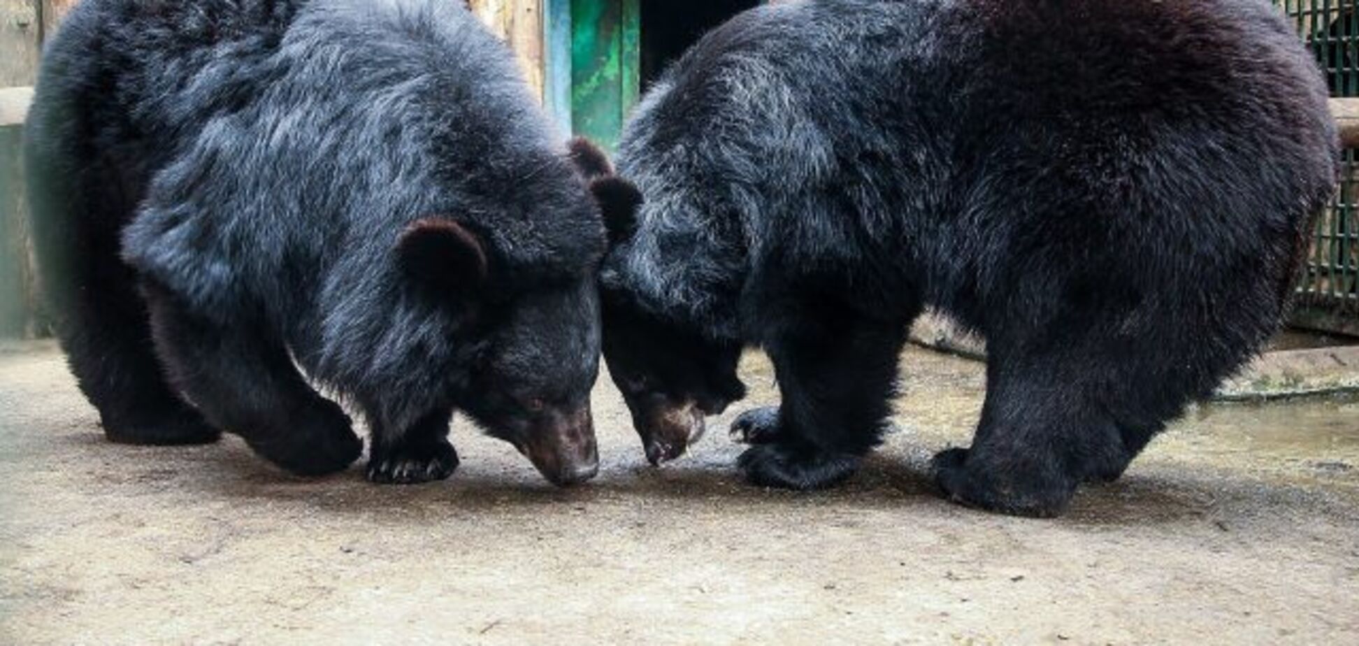 Зоопарк Бердянска похвалился экзотическими питомцами: фото