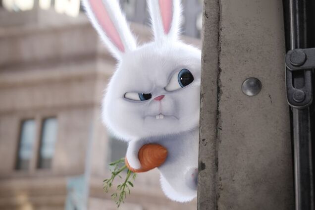 7 вредных мифов о кроликах