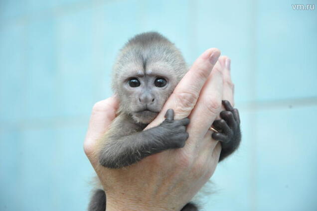 В зоопарке Бердянска родился маленький капуцинчик: милейшее видео