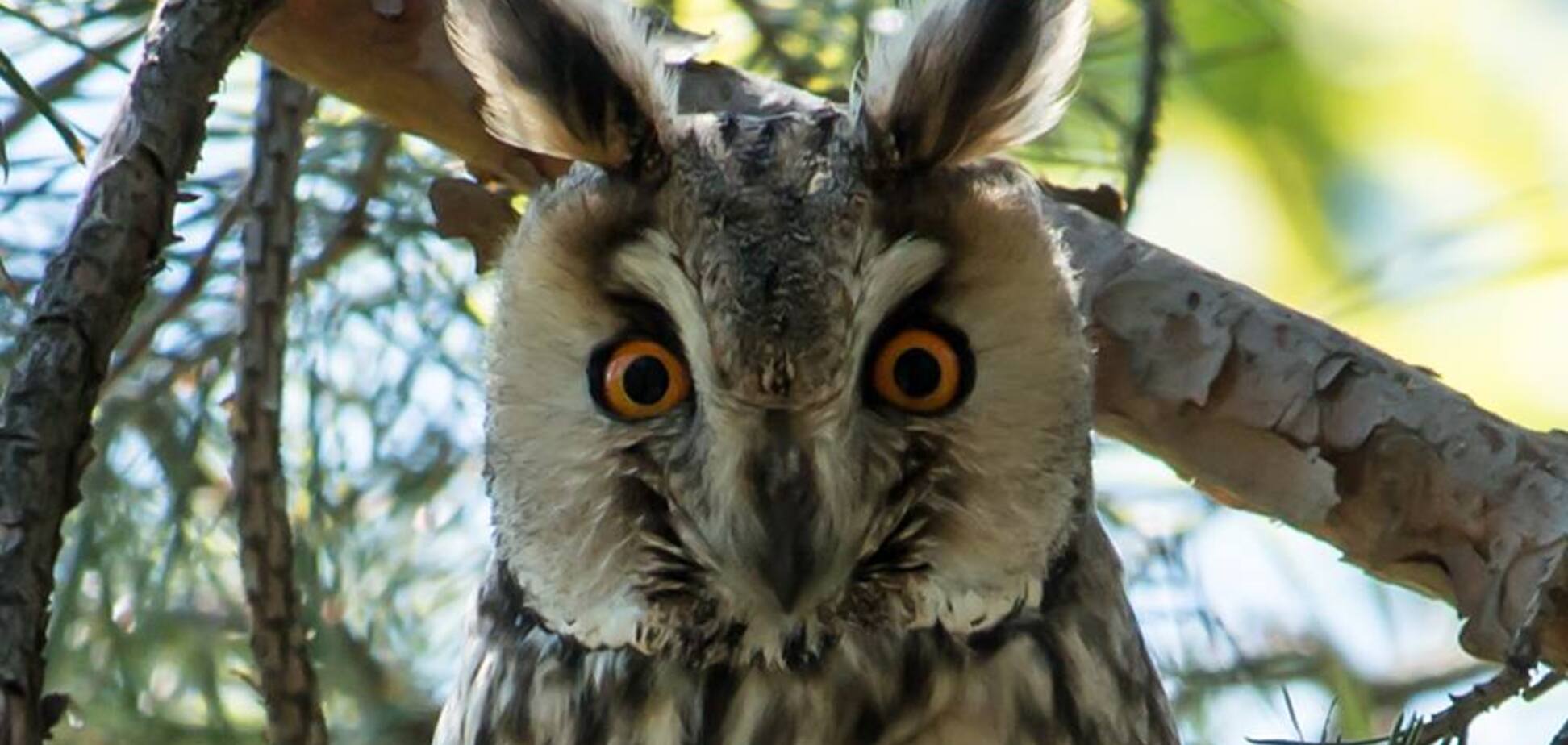 Запорожец показал редких птиц Хортицы