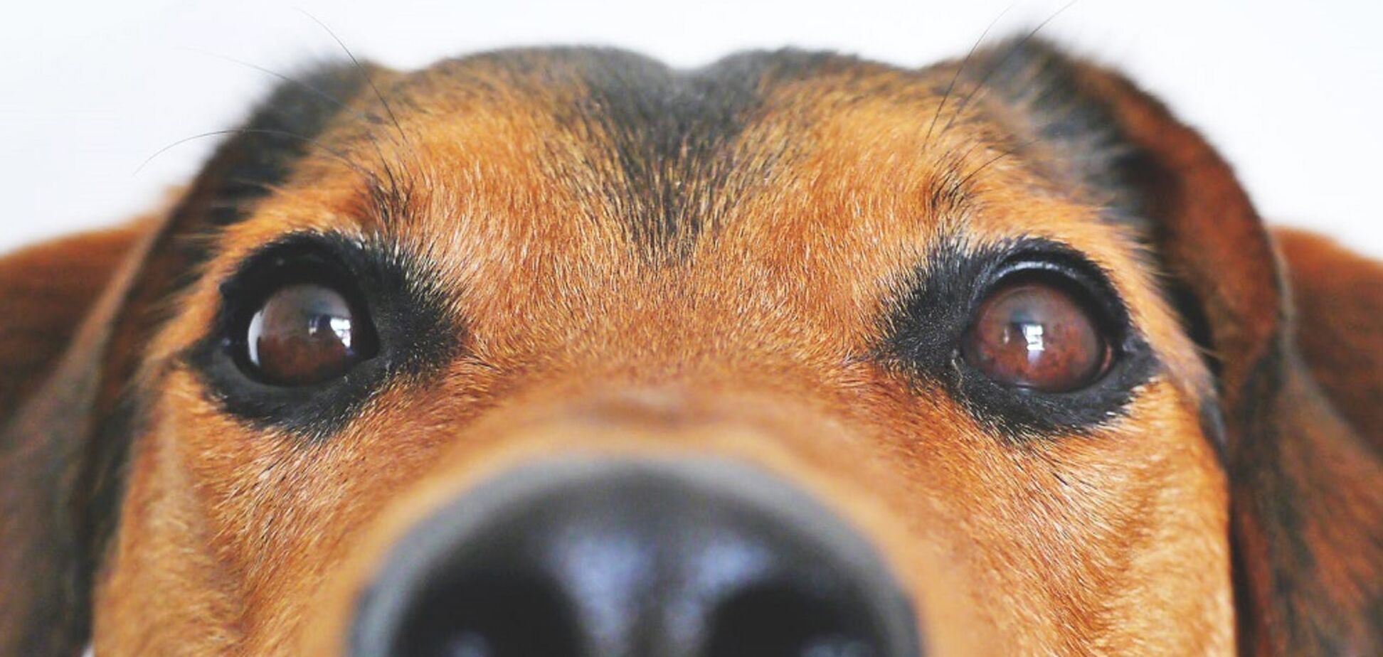 Друг тижня: 4 собаки Дніпра, які шукають дім