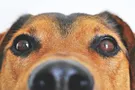 Друг недели: 4 собаки Днепра, которые ищут дом
